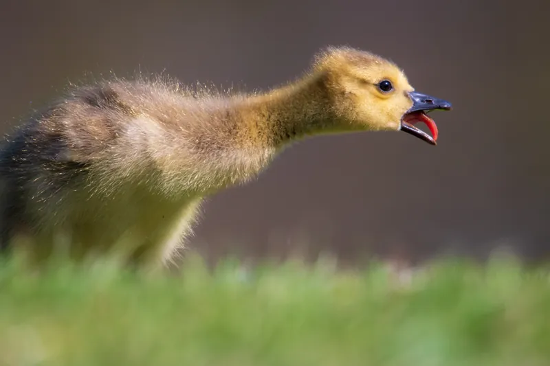 Gosling call, Milwaukee River. 2020.
